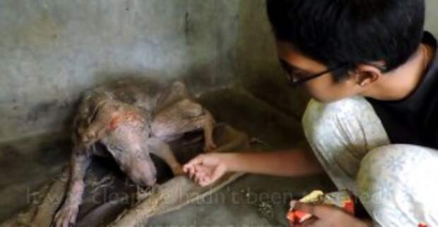 Watch the Amazing Transformation Of a Dying Dog Who Was Found By the Side Of the Road