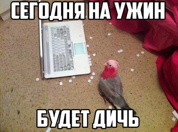 Прикольные картинки Прикольные картинки