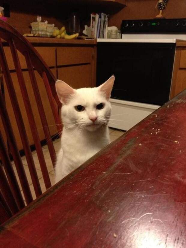 Это поймет каждый обладатель злого кота животные, злые, коты