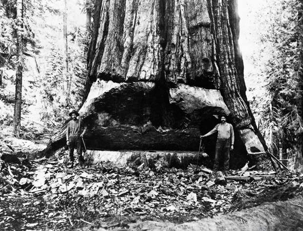 Когда деревья были большими:  редкие фото из архивов 1892-1937