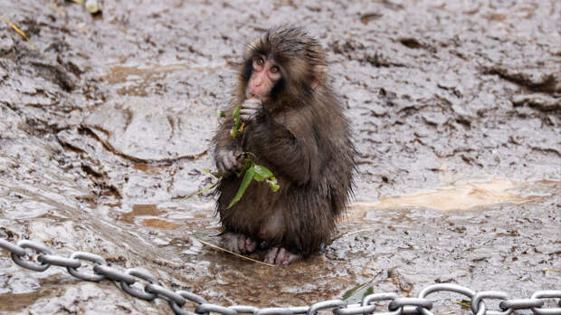 Макаке Панчу отправили подарок из Московского зоопарка