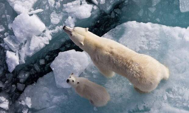 Интересные факты о лесных животных, Белый Медведь