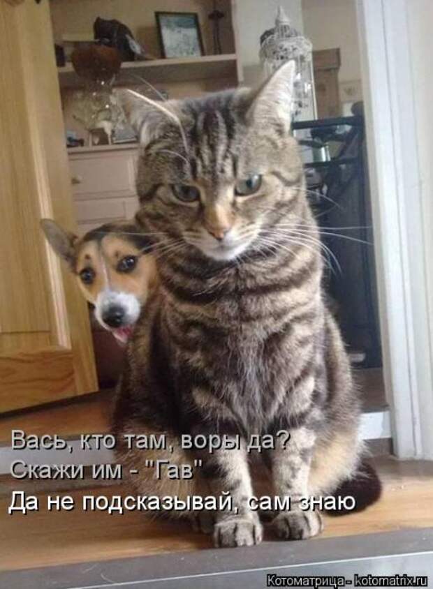 Котоматрицы (картинки с надписями)