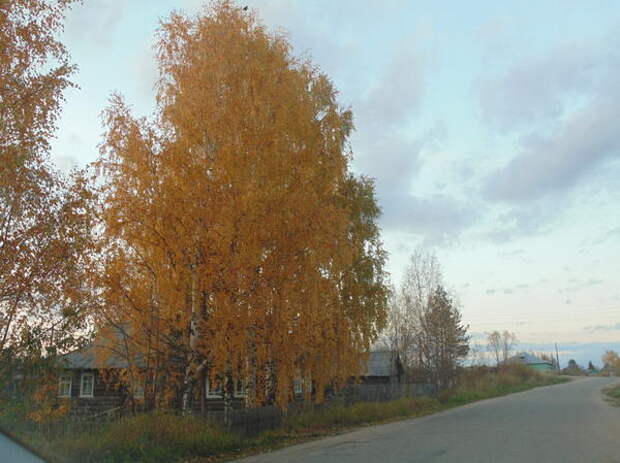 берёзка