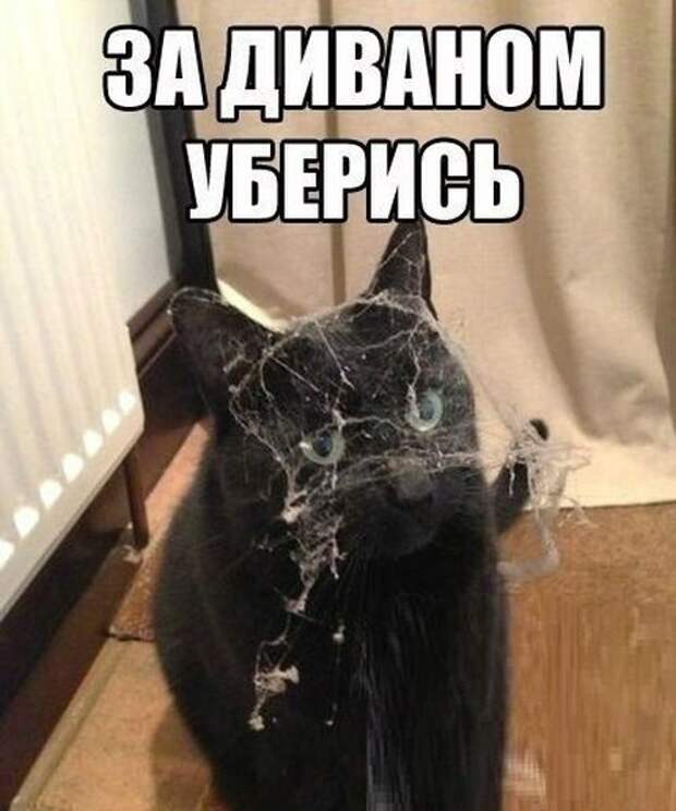 Смешные картинки с подписями картинки, прикол, юмор