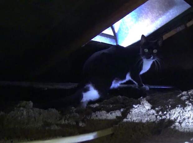 Мужчина услышал тоненький писк, доносящийся с чердака, больше всего хлопот доставила кошка-мама