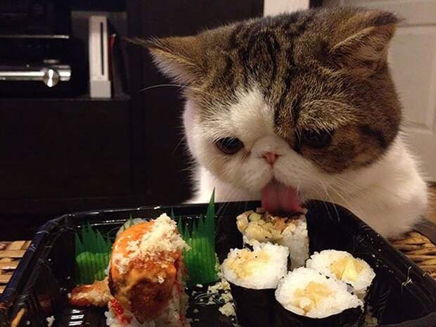 кошка ест суши