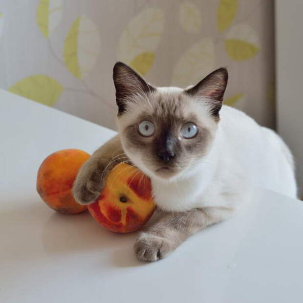 Забавные коты. часть 11 (25 фото)