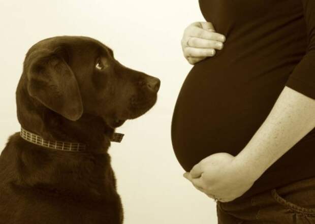20 собак, которые ждут не дождутся рождения ребёнка