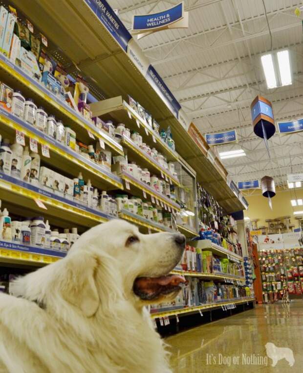 5 Reasons Your Dog Needs Omega-6 Fatty Acids #BayerExpertCare