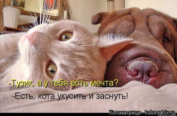 Лучшие котоматрицы недели