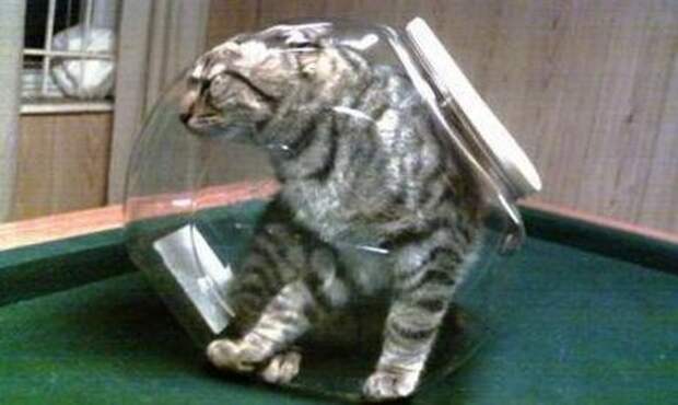 Хозяин, выпусти! коты, фото