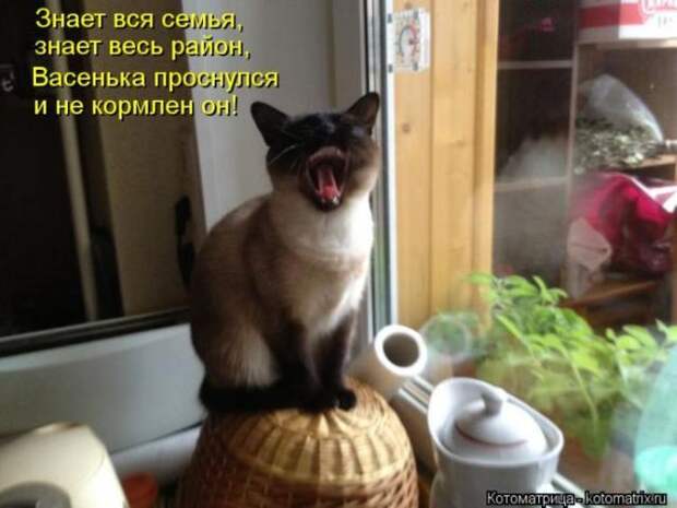 котоматрицы (50 фото)