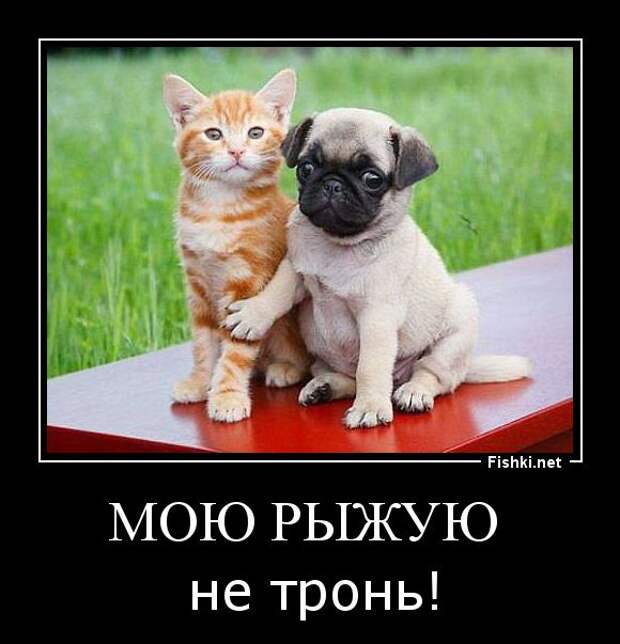 Демотиваторы  демотиваторы, прикол, смех, юмор