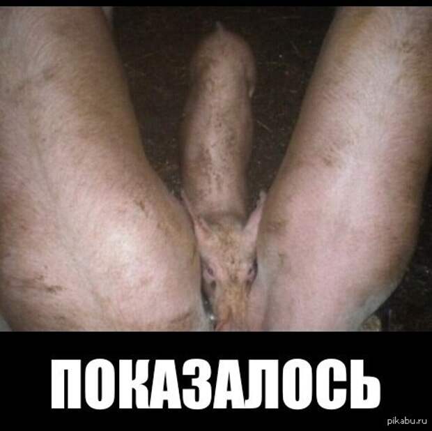 Показалось... Фото показалось, демотиваторы, прикол, юмор