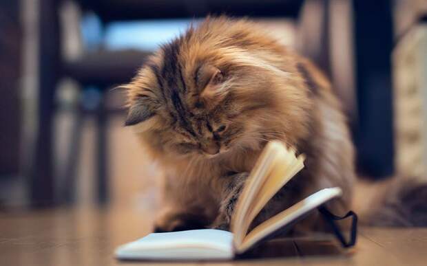 Почитать книгу Почитать книгу будни кота обыкновенного, животные, коты, юмор