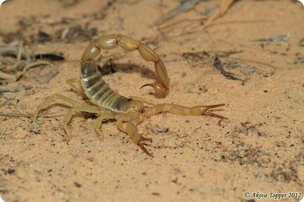 Скорпион Androctonus amoreuxi