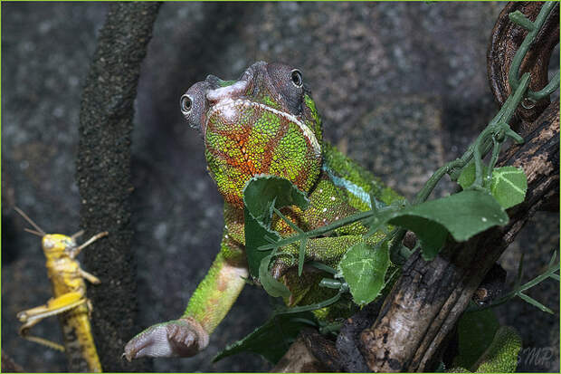 Panterovy chameleon