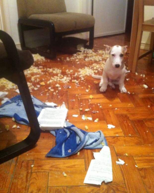 Готовился к встрече с хозяином Готовился к встрече с хозяином дом животные проступок шалость