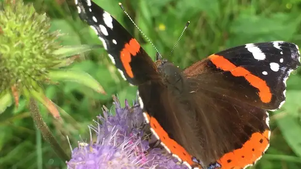 Бабочки адмиралы прилетели в Москву впервые за 10 лет
