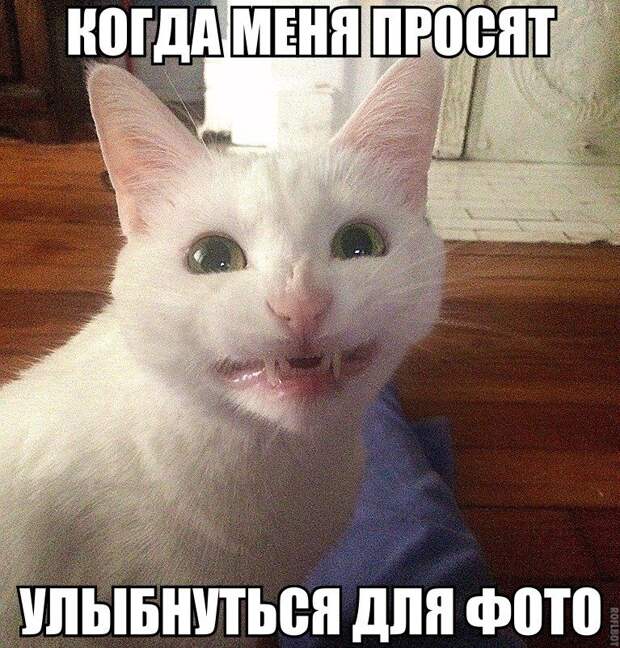 Смехопанорама. Лучшая подборка