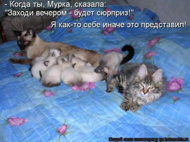 Котоматрицы(картинки с надписями)