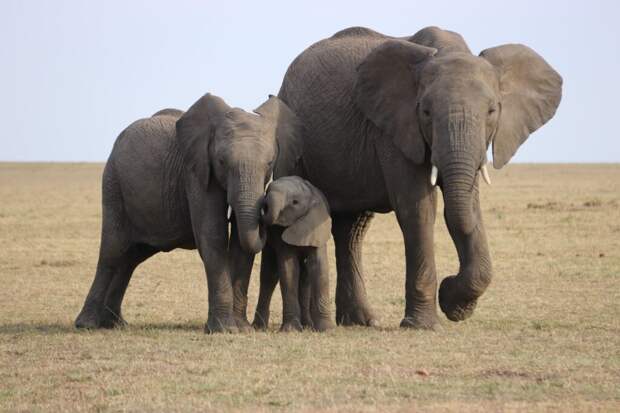 В Кении произошел бэби-бум слонов благодаря коронавирусной пандемии