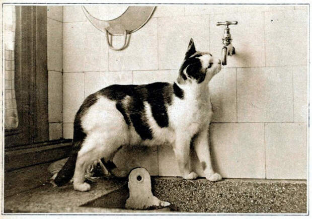 старинные открытки с котами 