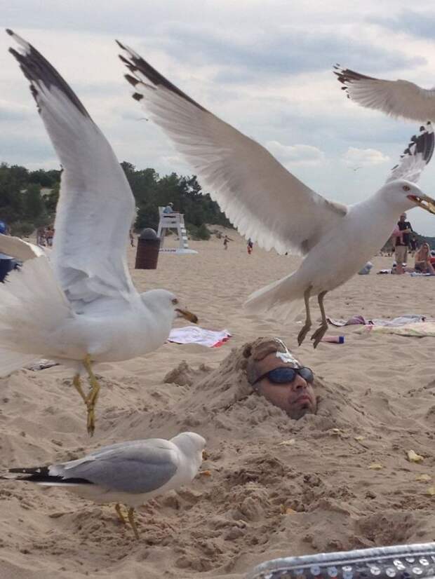 Buried A Friend In The Sand And Throw Potato Chips Around His Head - Then Came The Seagulls