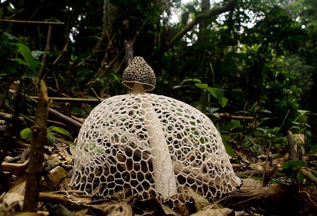 4. Phallus indusiatus «Дама с вуалью». 4. Phallus indusiatus «Дама с вуалью». грибы, интересное, фото