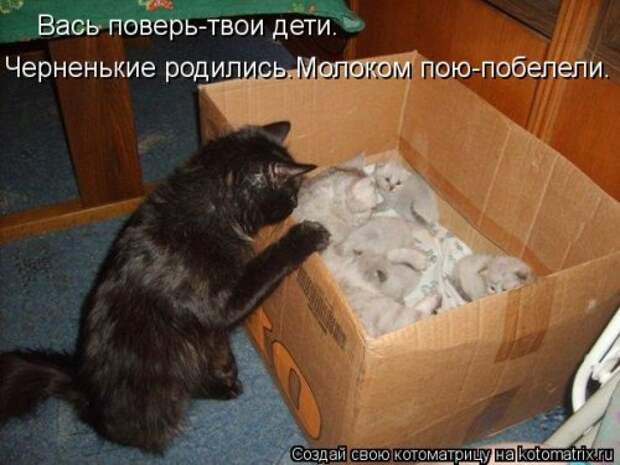 Новая котоматрица (38 фото)
