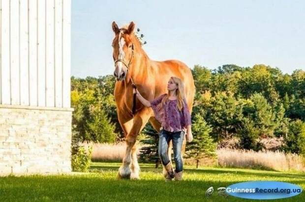 Большой Джейк - самый высокий конь в мире гигант, домашние животные, животные, конь, лошадь, рекорд, рекордсмен, рост
