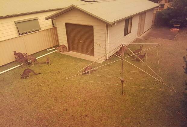 Кадры спасения пострадавших животных в Австралии