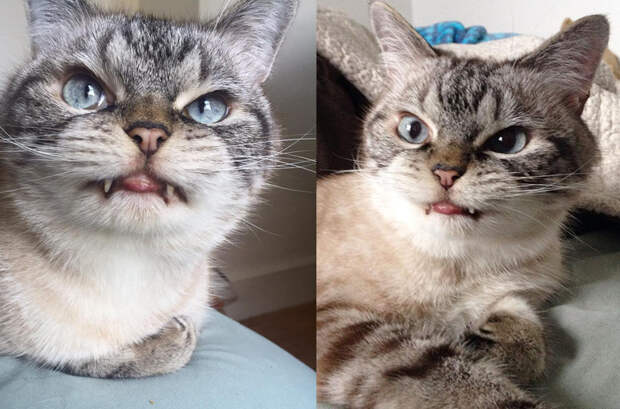 2. Кошка Локи, получившая прозвище Вампир из-за двух торчащих наружу клыков 2. Кошка Локи, получившая прозвище Вампир из-за двух торчащих наружу клыков животные, история, факты