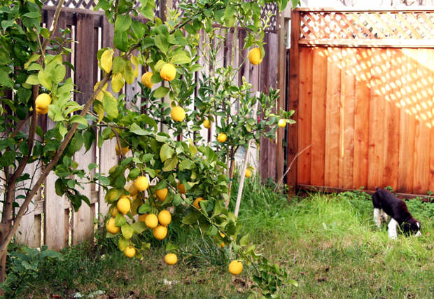 Лимонное дерево в саду.| Фото: LiveInternet.