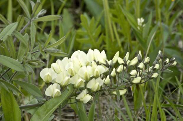 Баптизия прицветниковая (Baptisia bracteata) Баптизия прицветниковая (Baptisia bracteata)