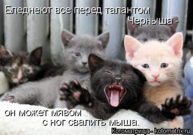 Новая котоматрица (32 фото)