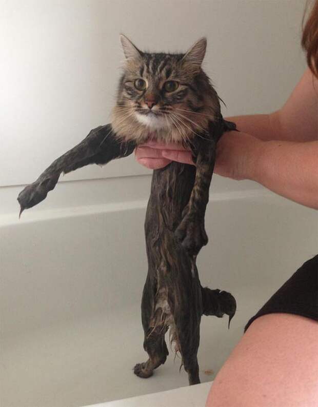 Животные, которые любят и ненавидят купаться  вода, животные, купание, юмор