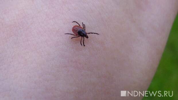 Названы регионы-лидеры по числу укусов клещей в России