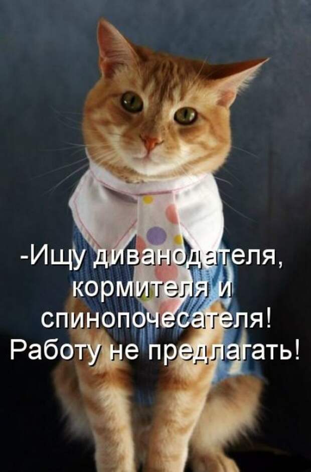 Смешные фото приколы с котами