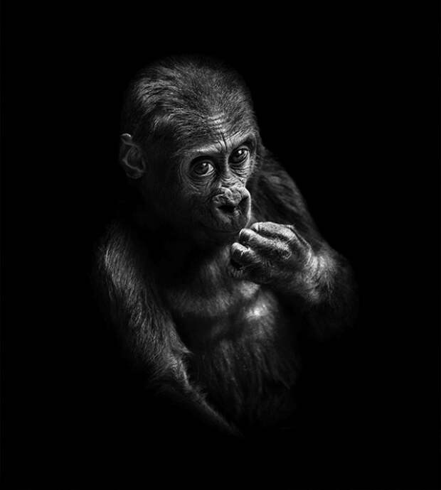Человекоподобность обезьян в портретах Павла Богумила