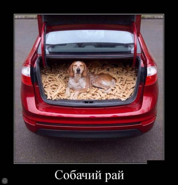 Забавные и жизнерадостные звери 24