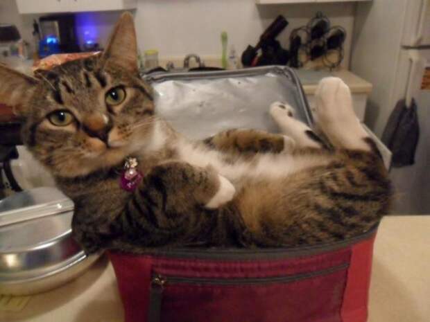 Коты в неожиданных местах Коты в неожиданных местах коты, места, неожиданные