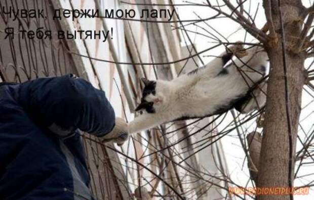 Улыбнись! :) (22фото)