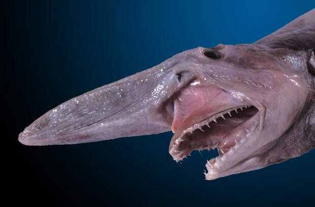 акула-домовой фото 4 (700x462, 176Kb)