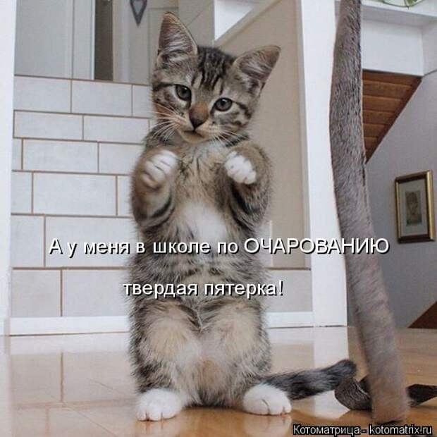 Лучшие котоматрицы недели (50 фото)