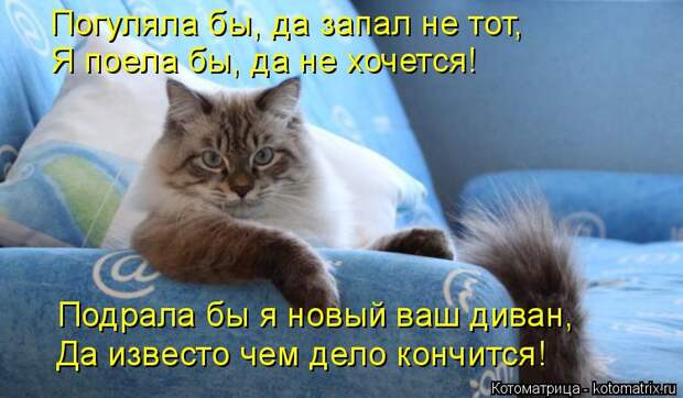 Котоматрица: Погуляла бы, да запал не тот, Я поела бы, да не хочется! Подрала бы я новый ваш диван, Да известо чем дело кончится!