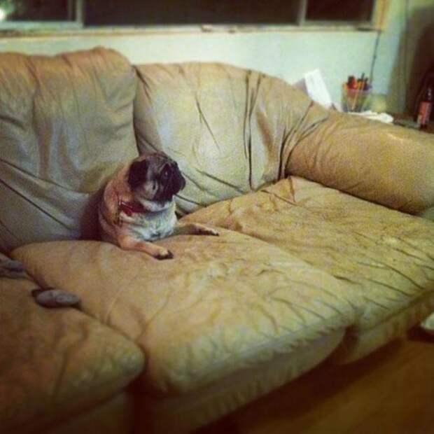 21 собака, знающая, как поудобнее устроиться на диване