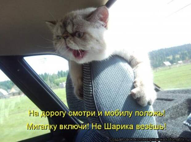 Свежая котоматрица (38 фото)