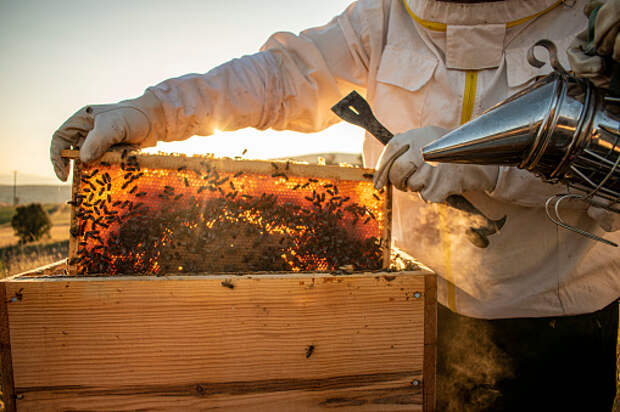 В Останкине начались бесплатные занятия для пожилых пчеловодов